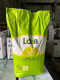 Насіння соняшника Syngenta, Limagrain, Lidea. -> Насіння соняшника від Syngenta, Limagrain, Lidea. Одеса