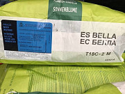 Насіння соняшника Syngenta, Limagrain, Lidea. -> Насіння соняшника від Syngenta, Limagrain, Lidea. Одеса