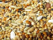 Купуємо зернові відходи, некондицію та побічні продукти. Кропивницький