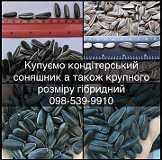 Купуємо кондитерський соняшник та також крупноголовий гібрид. Дніпро