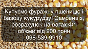 Купуємо базову фуражну пшеницю та базову кукурудзу. Суми