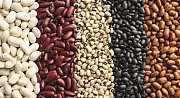 Продам квасоль (більше 20 сортів у асортименті). Рівне