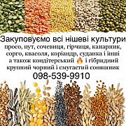 Закуповуємо всі нішеві культури! Кондитерський соняшник. Одеса