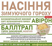 Насіння озимого гороху Авірон, Балтрап. Харків