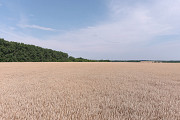 Насіння пшениці спельта Евріка, супереліта. Фастів