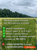 Озима пшениця сорту "ПС Манжелія", еліта. Полтава