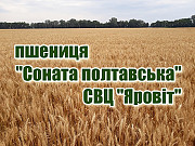 Насіння озимої пшениці "Соната Полтавська", еліта. Полтава