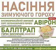 Посівний матеріал зимуючого гороху Балтрап, Авірон. Харків