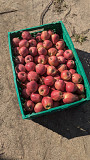Продам яблука Гала. Новоселиця