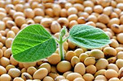 Куплю сою. Закупівля сої. Продам сою. Львів