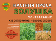 Насіння проса, сорт Золушка (від автора сорту). Полтава