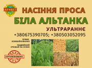 Насіння проса, еліта, ультрараннє, сорт Біла Алтанка (від автора сорту). Полтава
