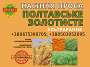 Насіння проса, еліта, ультрараннє, сорт Полтавське золотисте (від автора сорту). Полтава