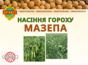 Насіння гороху, жовте, вусате, сорт Мазепа, безлисточкового типу, ЕЛІТА. Полтава