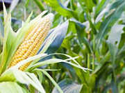 Закупівля кукурудзи в Ізмаїлі по всій Україні. Броди
