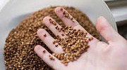 Продам гречку оптом. Зерно гречки на продаж. Івано-Франківськ