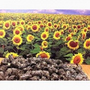 Пелети з лушпиння, брикети з лушпиння соняшника. Біла Церква