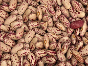 Продаж високоякісної квасолі. Тернопіль